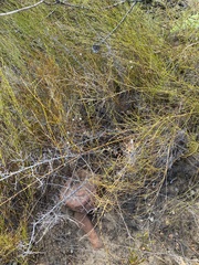 Prismatocarpus brevilobus