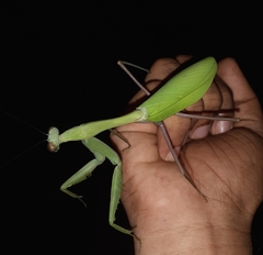 Hierodula membranacea