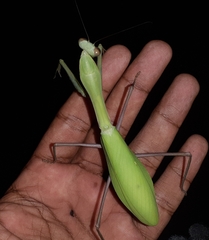 Hierodula membranacea