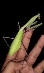 Hierodula membranacea