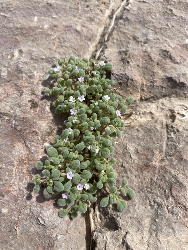Matted Fiddleleaf (Nama torynophylla)