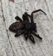 Araneae