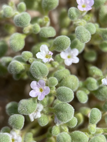 Image of Nama torynophylla by (c) Matt Berger, some rights reserved (CC BY)