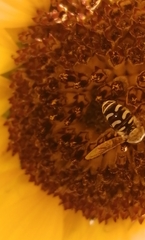 Eupeodes volucris
