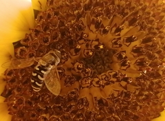 Eupeodes volucris