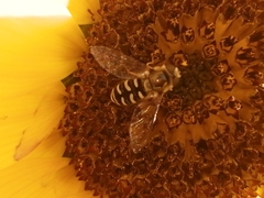Eupeodes volucris