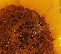 Eupeodes volucris
