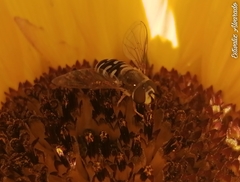 Eupeodes volucris