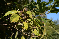 Ficus erecta erecta