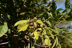 Ficus erecta erecta
