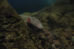 Proteus anguinus anguinus