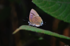 Rapala varuna orseis