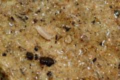 Trichoniscus pygmaeus