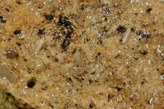 Trichoniscus pygmaeus