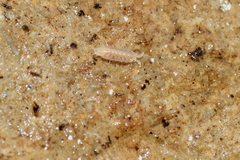 Trichoniscus pygmaeus