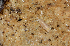 Trichoniscus pygmaeus