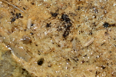 Trichoniscus pygmaeus