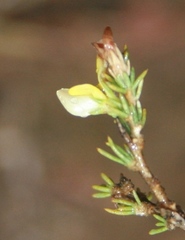 Aspalathus campestris