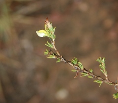 Aspalathus campestris