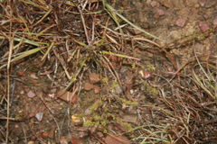 Aspalathus campestris