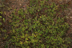Aspalathus campestris