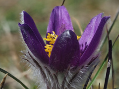 Pulsatilla vulgaris
