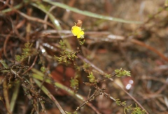 Aspalathus campestris