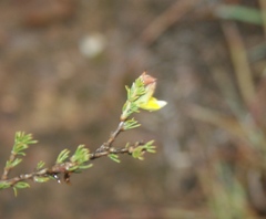 Aspalathus campestris