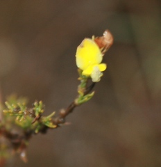 Aspalathus campestris