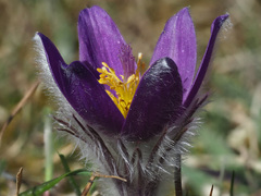 Pulsatilla vulgaris