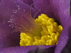 Pulsatilla vulgaris