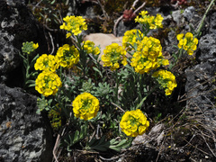 Alyssum montanum