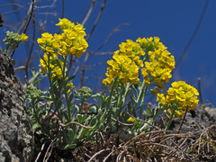 Alyssum montanum
