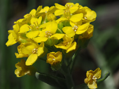 Alyssum montanum