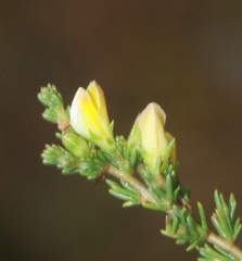 Aspalathus campestris