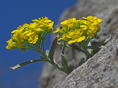 Alyssum montanum