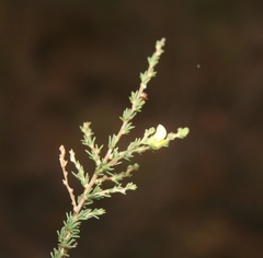 Aspalathus campestris