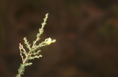 Aspalathus campestris