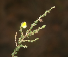 Aspalathus campestris