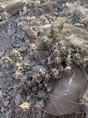 Grusonia