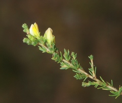 Aspalathus campestris