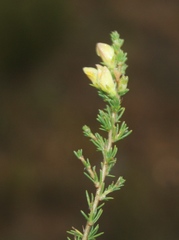 Aspalathus campestris