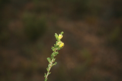 Aspalathus campestris