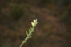 Aspalathus campestris