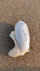 Oliva oliva