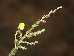 Aspalathus campestris