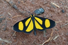 Cyllopoda bipuncta