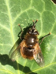 Tachina lurida