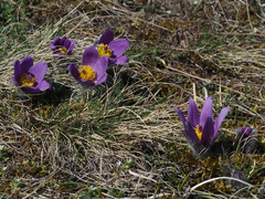 Pulsatilla vulgaris