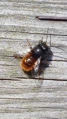 Osmia cornuta
